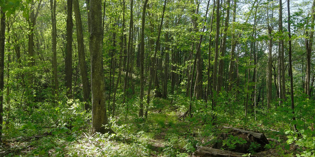 White Oak Mountain White Oak Mountain, Smokies, North Caro… Flickr