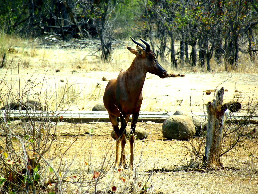 Basterhartbees / Tsessebe Kruger National Park Bruwer Burger Flickr