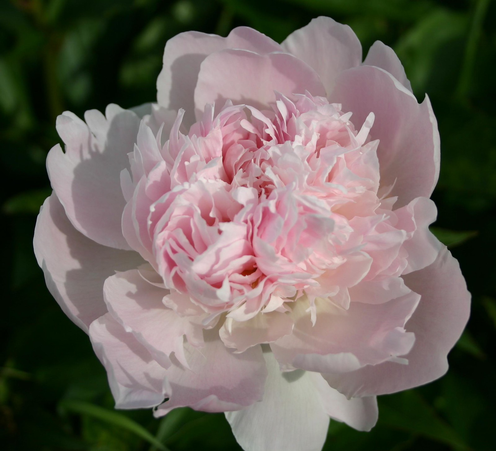 Kansas Grown Flowers Flickr