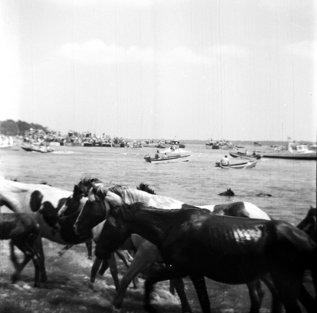 Chincoteague ponies 1940s crossing the water Scanned from … Flickr
