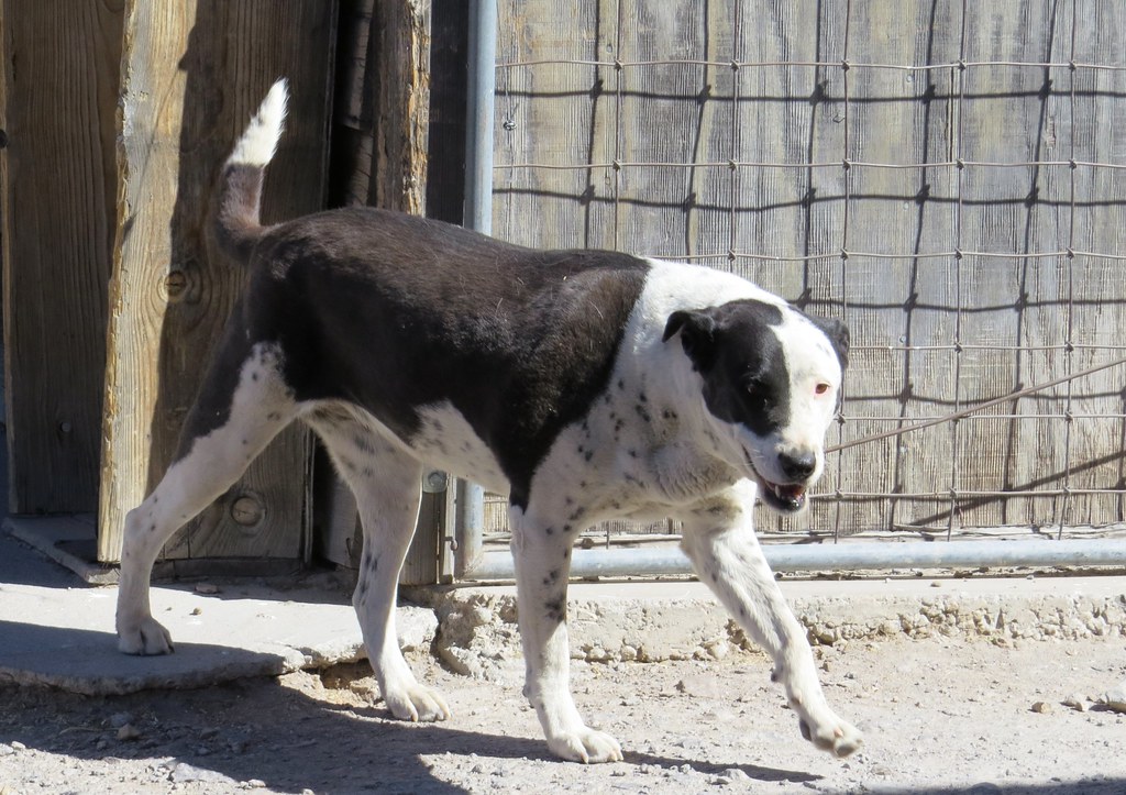 Oatman, Arizona, Route 66 Dog Thom Karmik Flickr