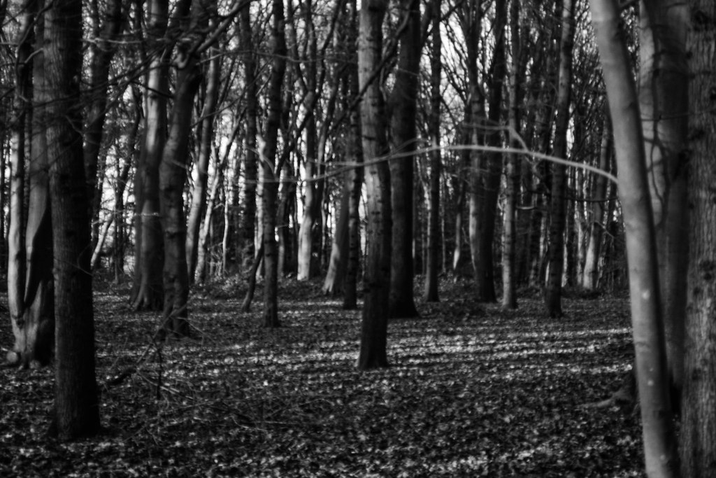 Cawston Woods david beale Flickr