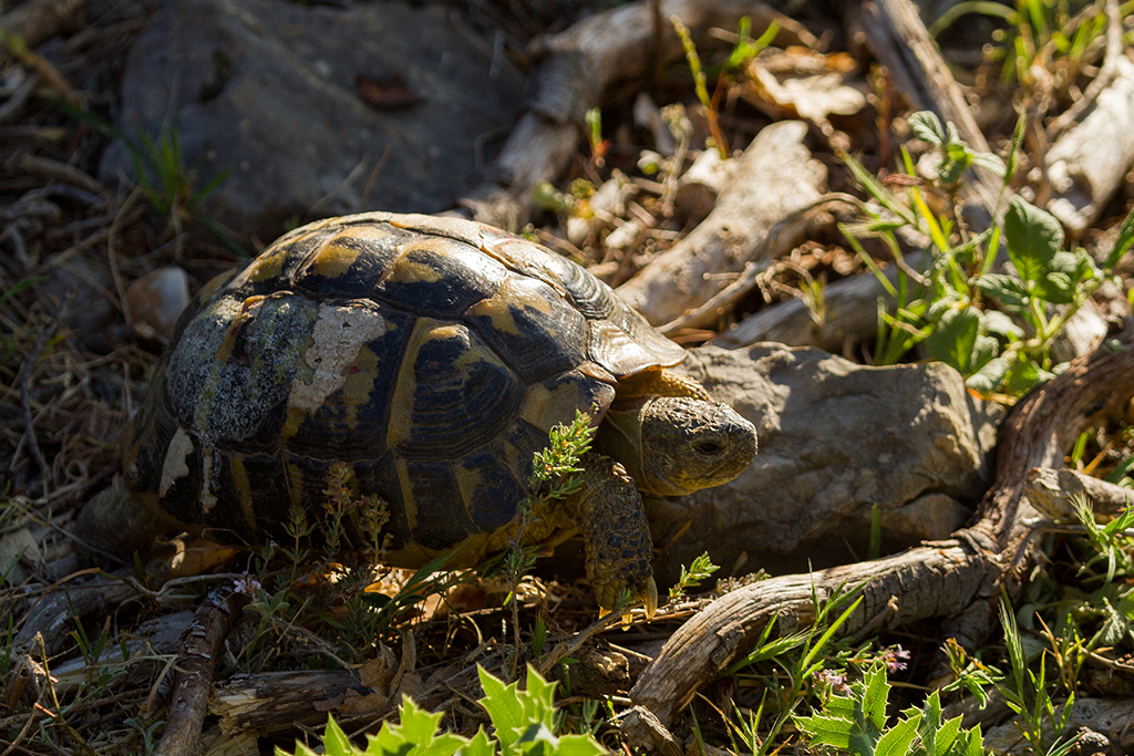 Tortue d'HermannTestudo hermanniMassif des maures 170514