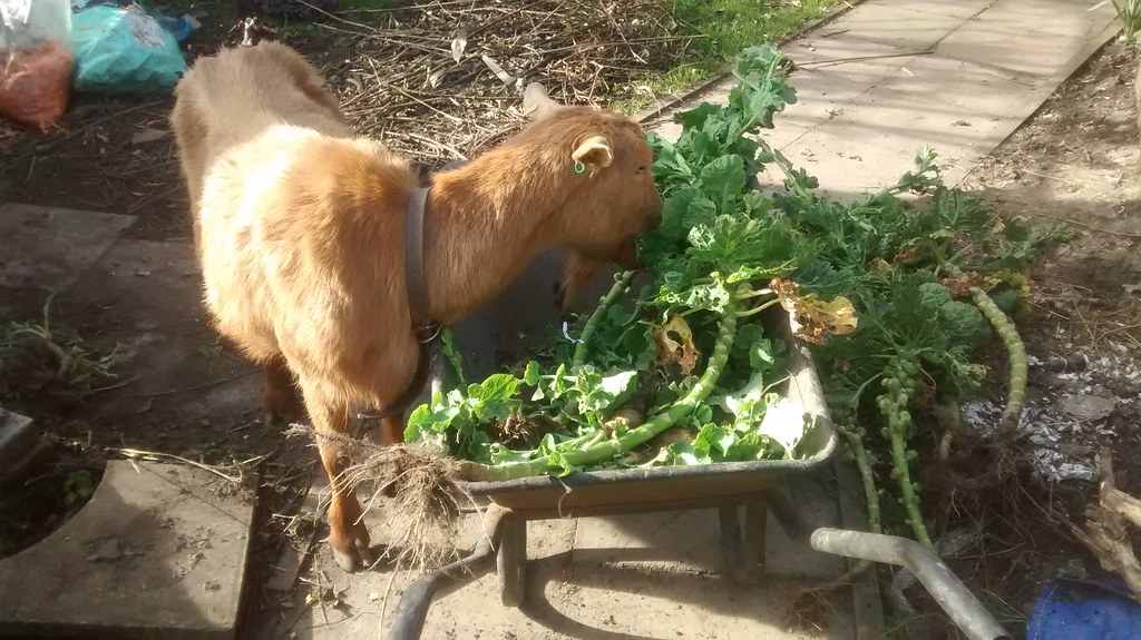 goats eating sprouts Mar 17 1 Jonathan Wallace Flickr