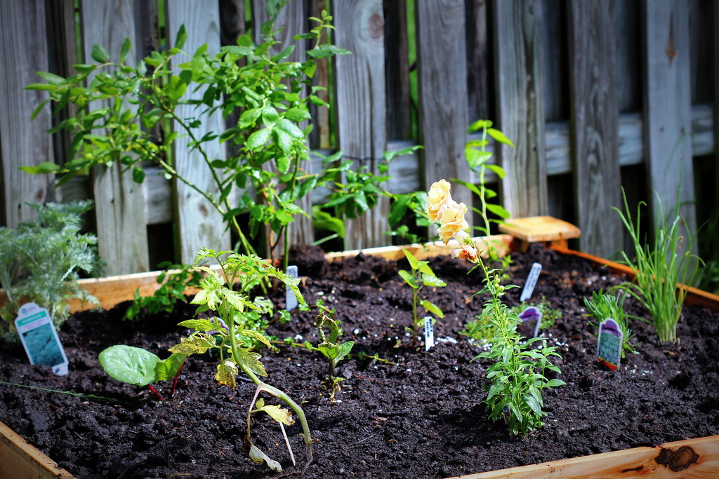 my new raised planting bed thyme, lavender, rhubarb, anise… Flickr