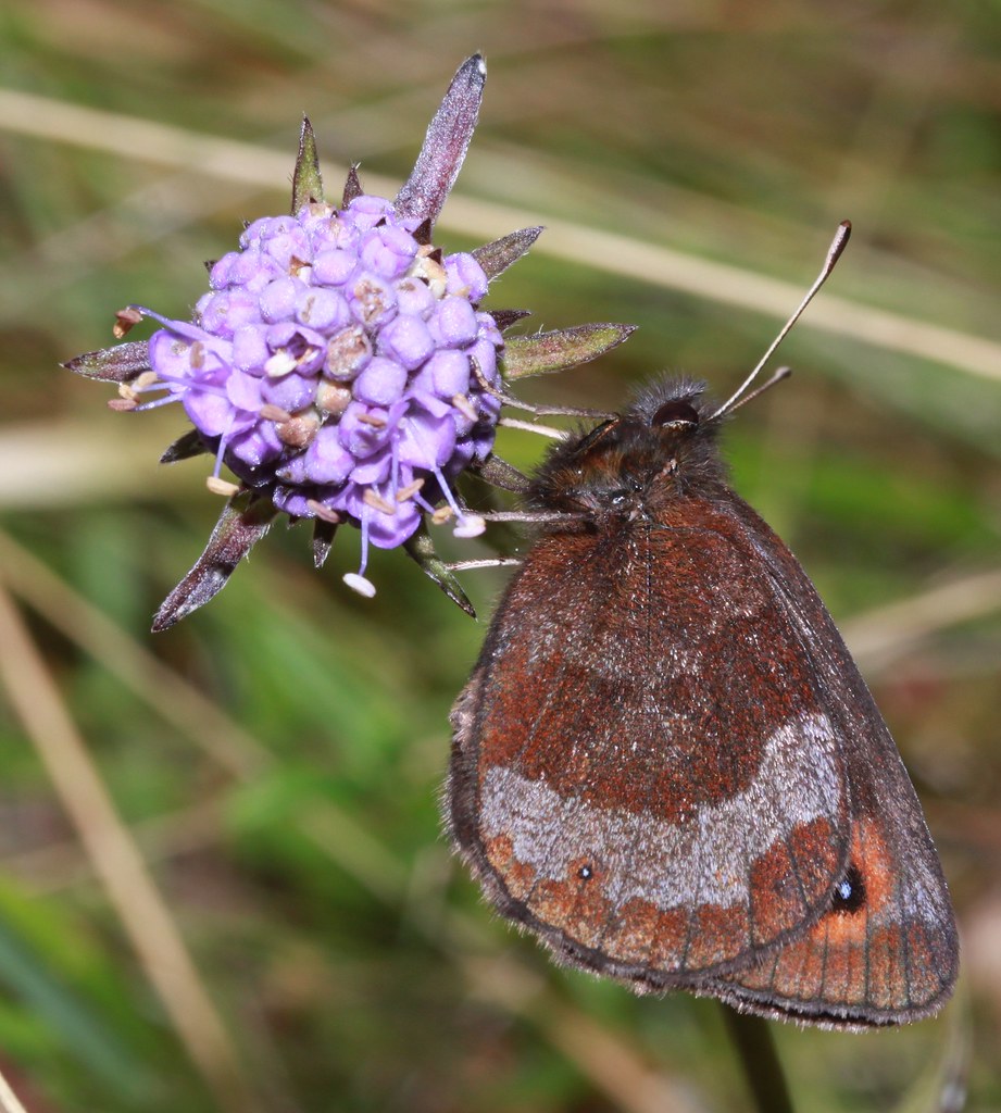 Scotch argus On a threatened site in Strathspey, Scotland
