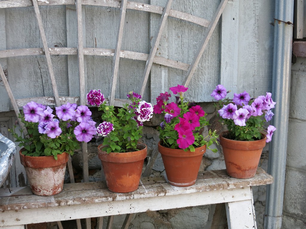 Flower Pots on a Bench Deja Vu Mukwonago, Wisconsin Flickr