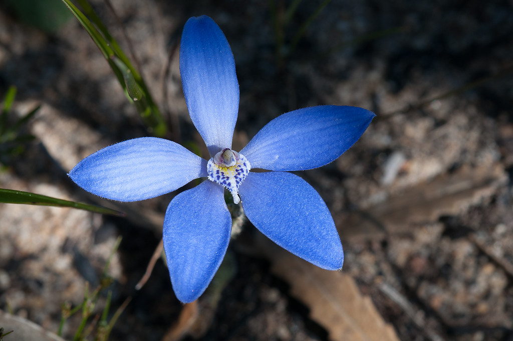Blue China Orchid Yanchep 7Sep08 (8) res Blue China Orchid… Flickr