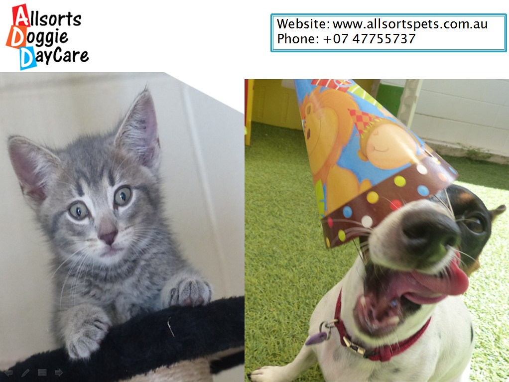 Cat Boarding Townsville Are you looking for the best dog t… Flickr