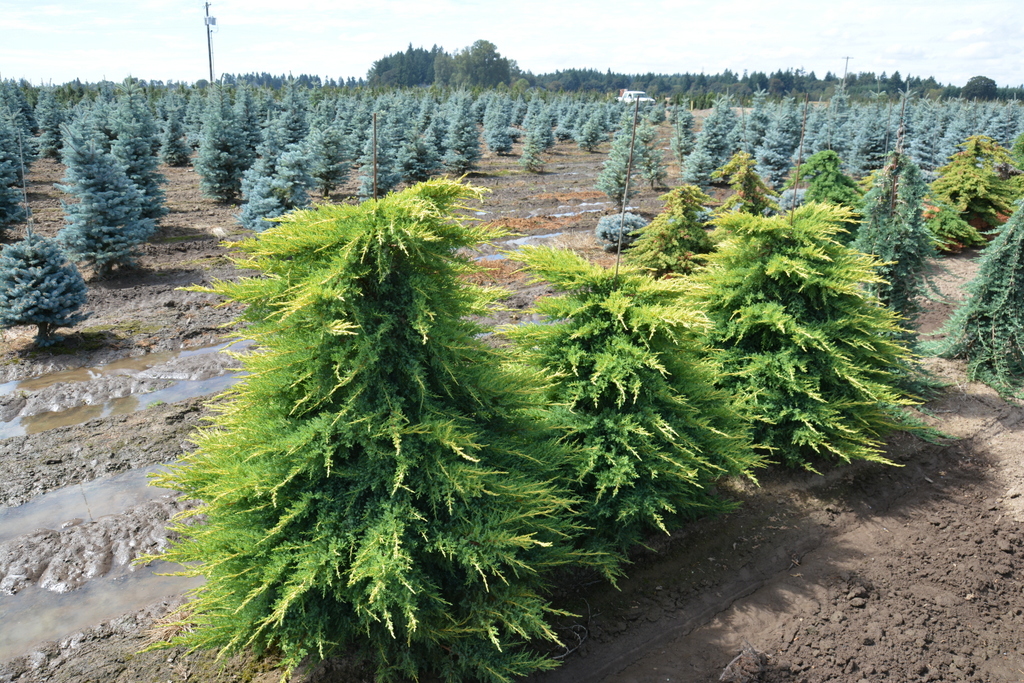 juniper daubs frosted Mark Bolin Flickr