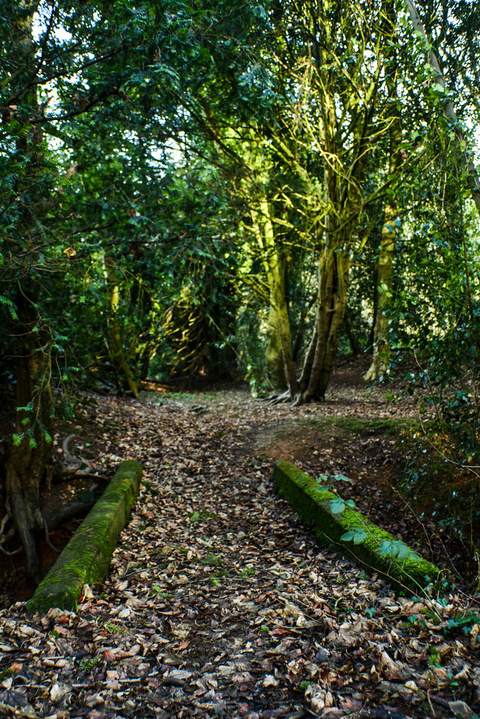 Cawston Woods david beale Flickr