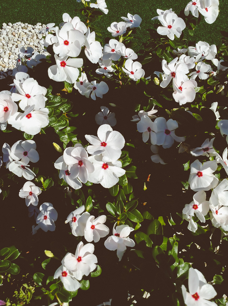 white vinca flowers bestbrandonalive Flickr