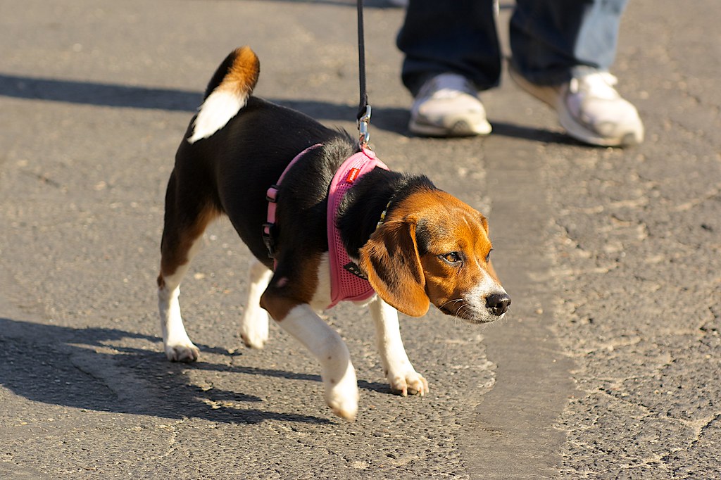 Dog Jog and 5K Run Richmond SPCA Flickr