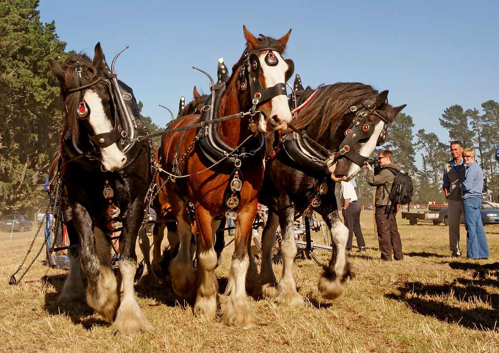 Horse ploughing. The plough (UK) or plow (US; both /ˈplaʊ/… Flickr