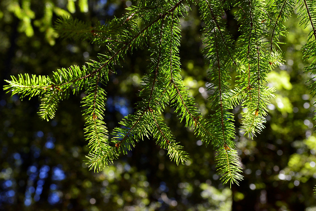 El Corte Madera Creek OSP Hike on the Tafoni and Fir trail… Flickr