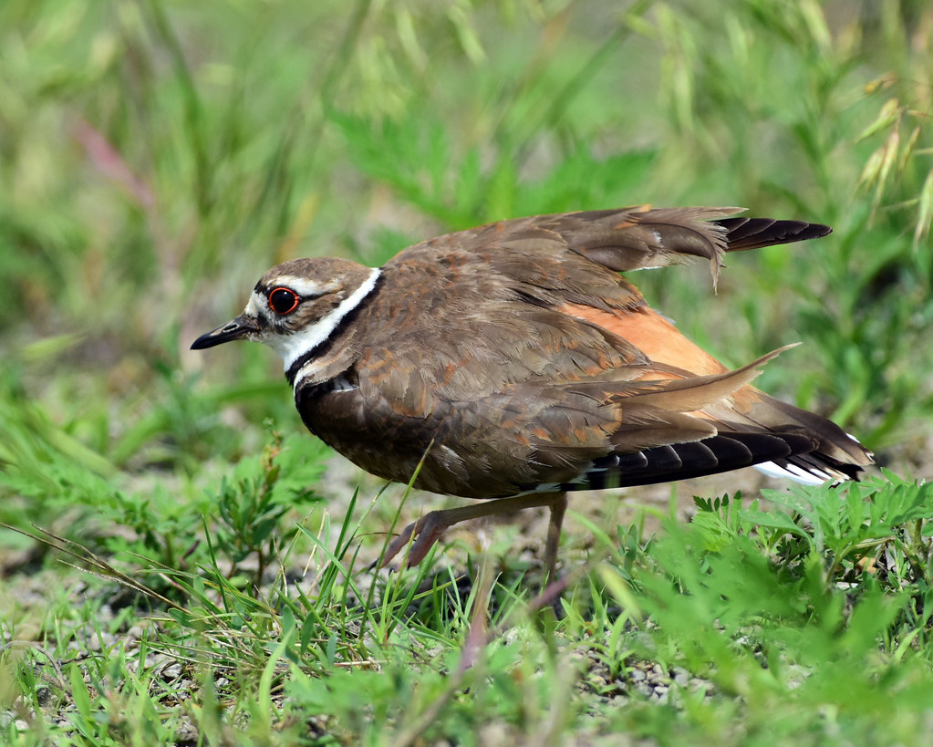 DSC_0776=2Killdeer Bird Species Killdeer Acting wounded a… Flickr