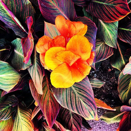 Tropicana flower in bloom in my mother's yard. David Lux Flickr