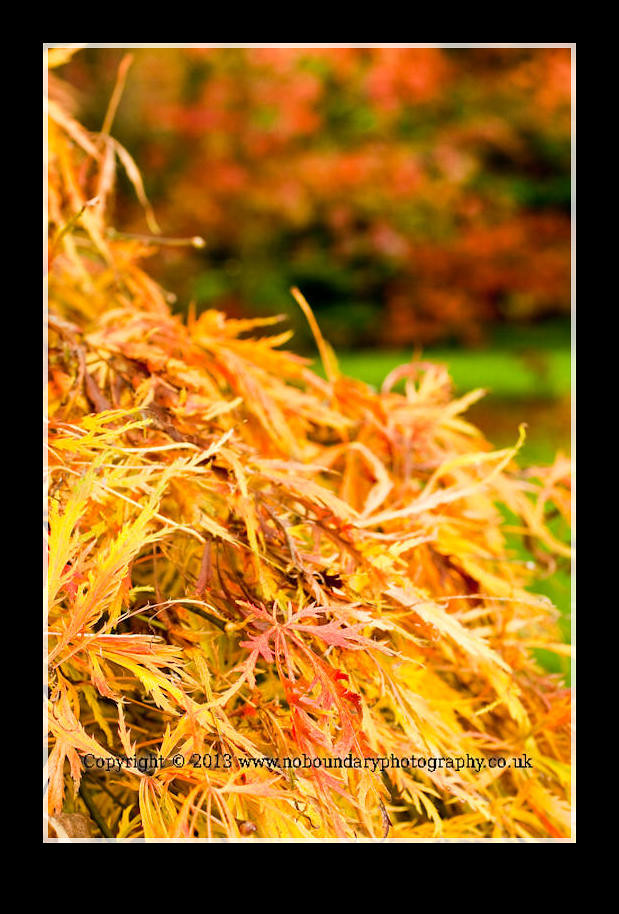 Cutleaved Japanese Maple, Acer palmatum Dissectum Autumn … Flickr