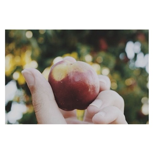 It's A Baby Nectarine // day197 project365 canondslr Flickr