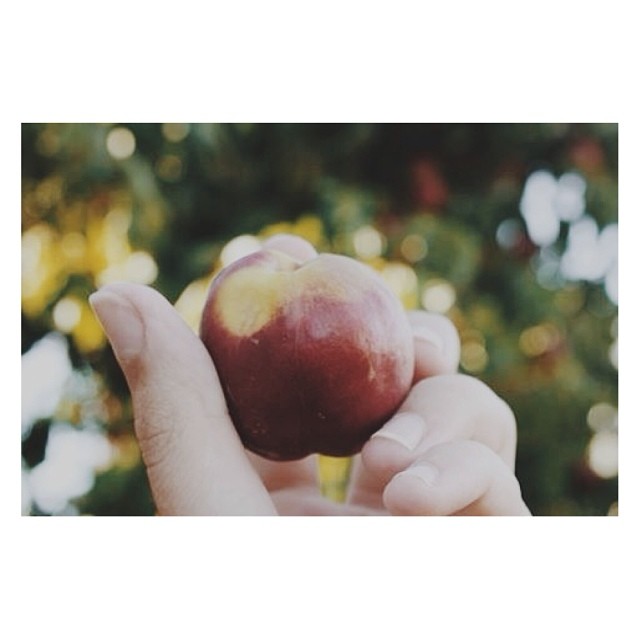 It's A Baby Nectarine // day197 project365 canondslr Flickr