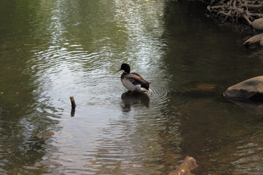Duck Duck in Buck Creek, along Buck Creek Trail at Wedgewo… Flickr