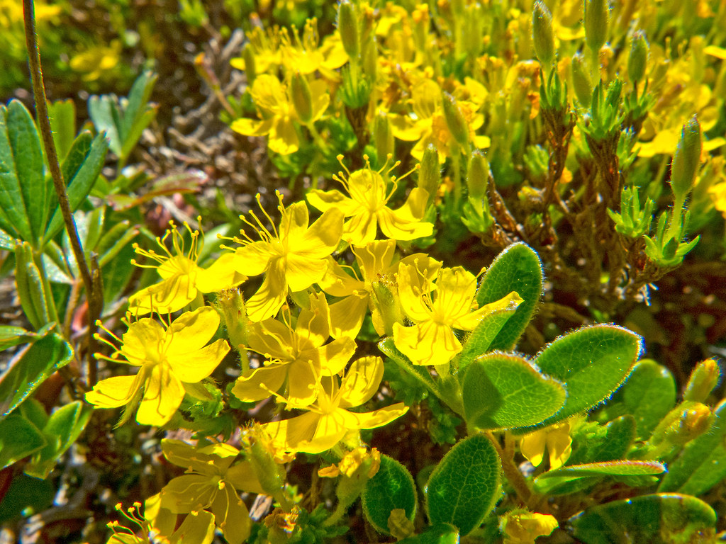 Flowering Plants Nova Scotia Flickr