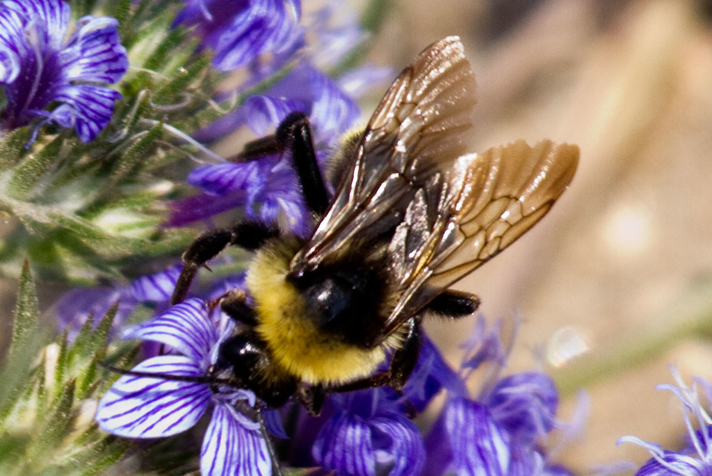 California Bumble Bee San Diego County, California, US Flickr