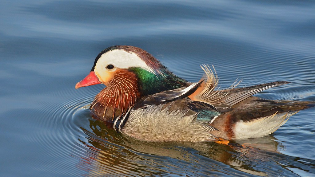 1OK_1350 Mandarin Ducks Lakeland Florida Lake Mirror, Augu… Flickr