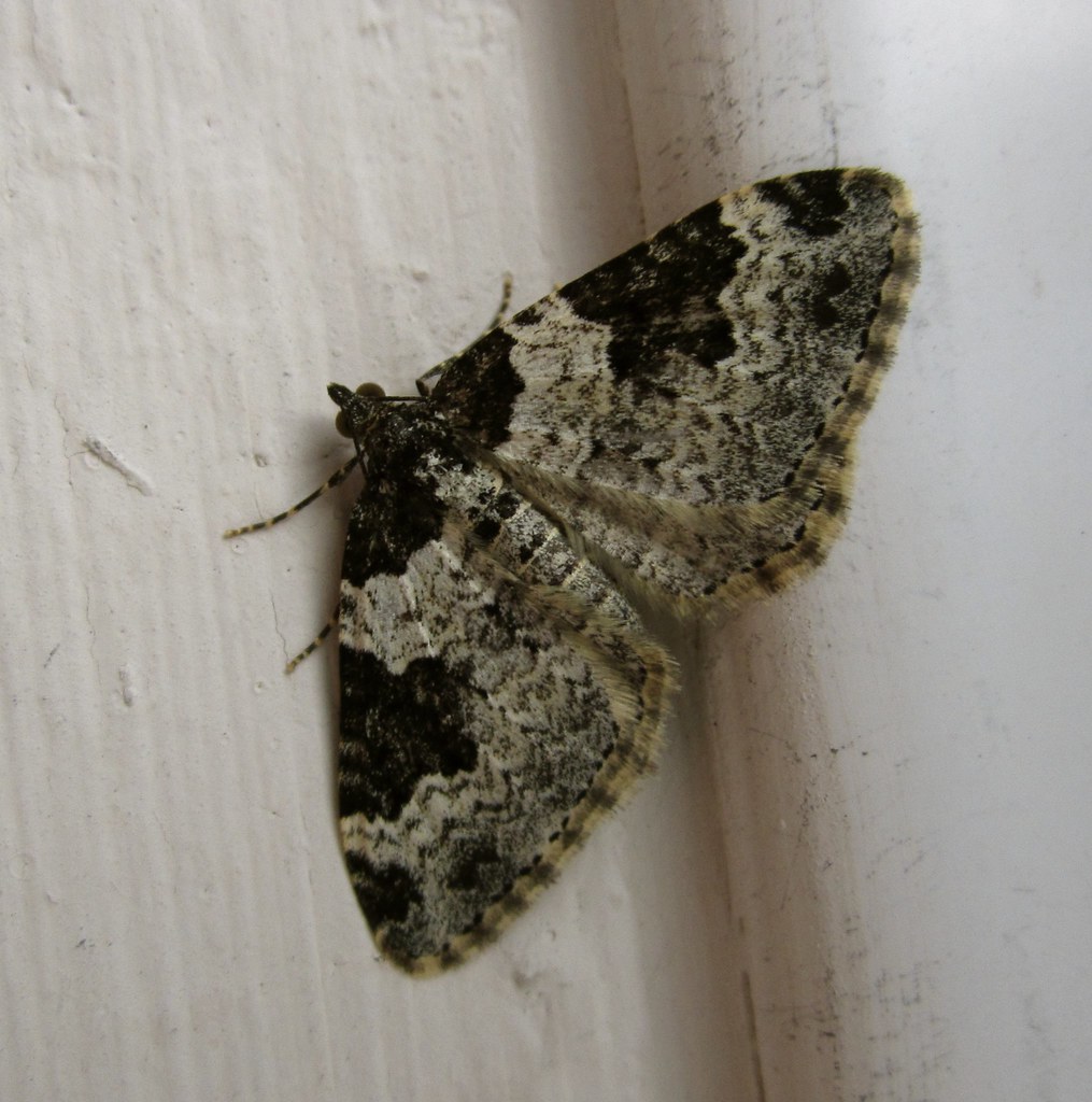 Garden carpet moth Kez West Flickr