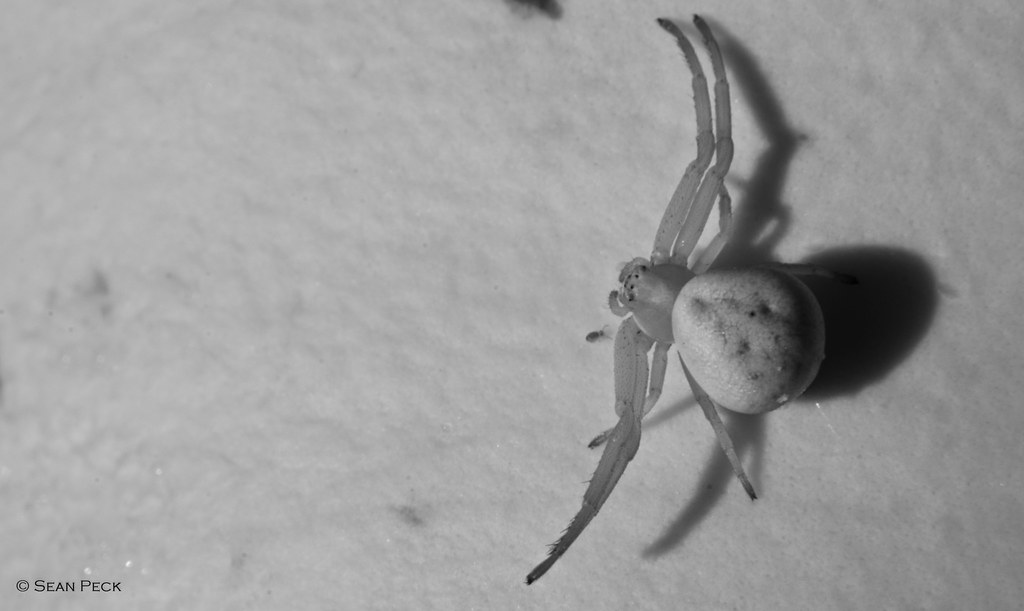 Flower Crab Spider Black and White Sean Peck Flickr