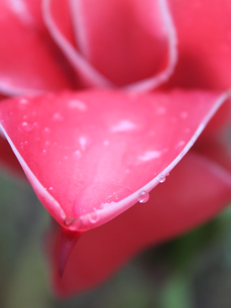 Rainforest Rose MAUTA Spanish School in South America offe… Flickr