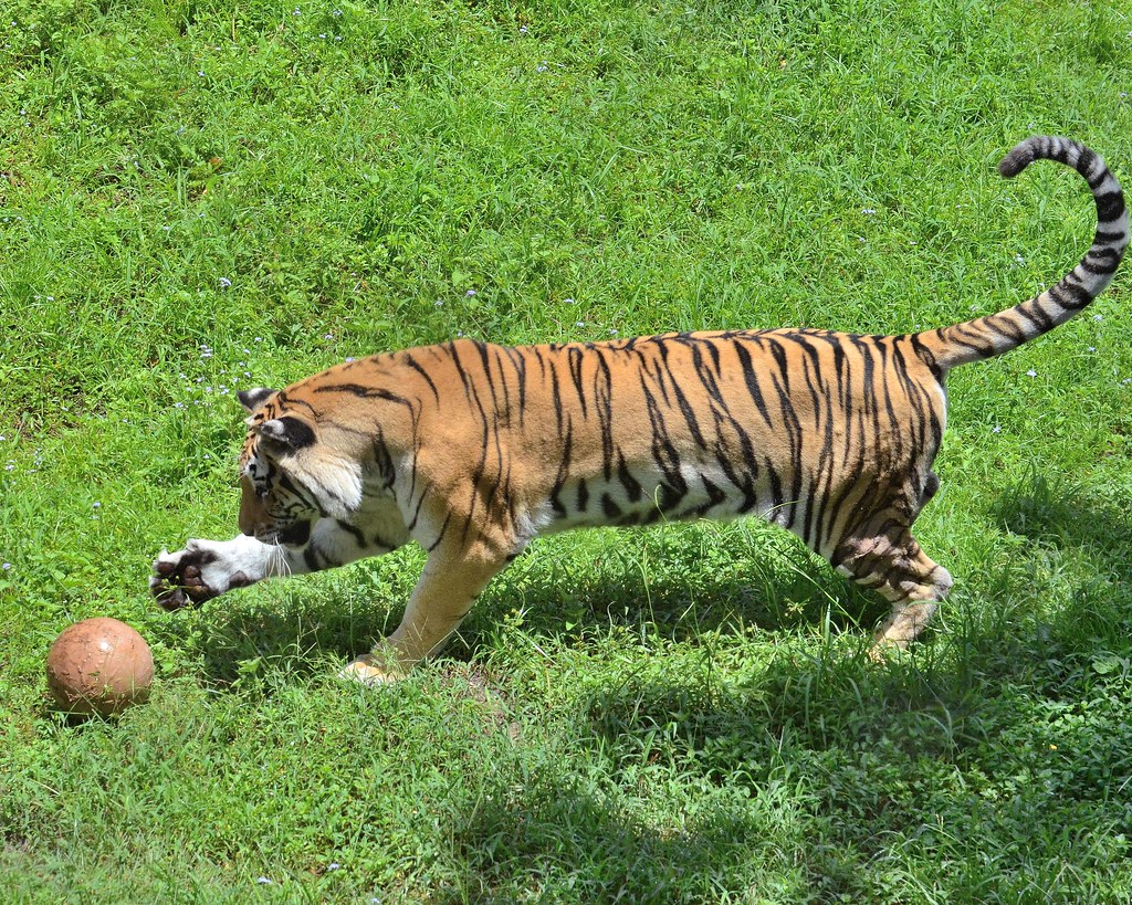 1OK_1020 Tiger playing with soccer ball. This is a series … Flickr