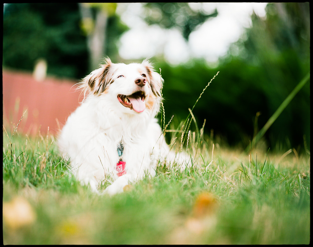 35mm vs. 6x7 film comparison Pentax 67 105mm 2.4 Kodak… Flickr
