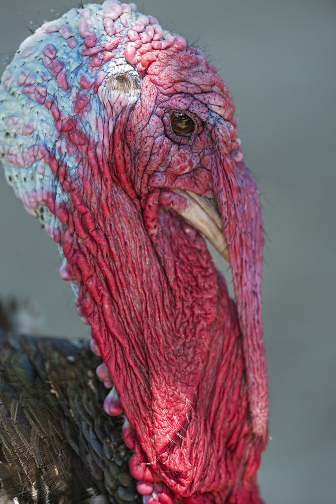 Ugly(?) turkey First picture of the Walter zoo a turkey p… Flickr