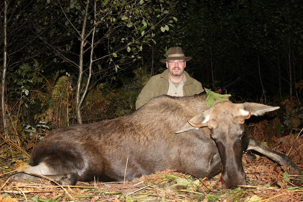 Moose Hunting with Dogs