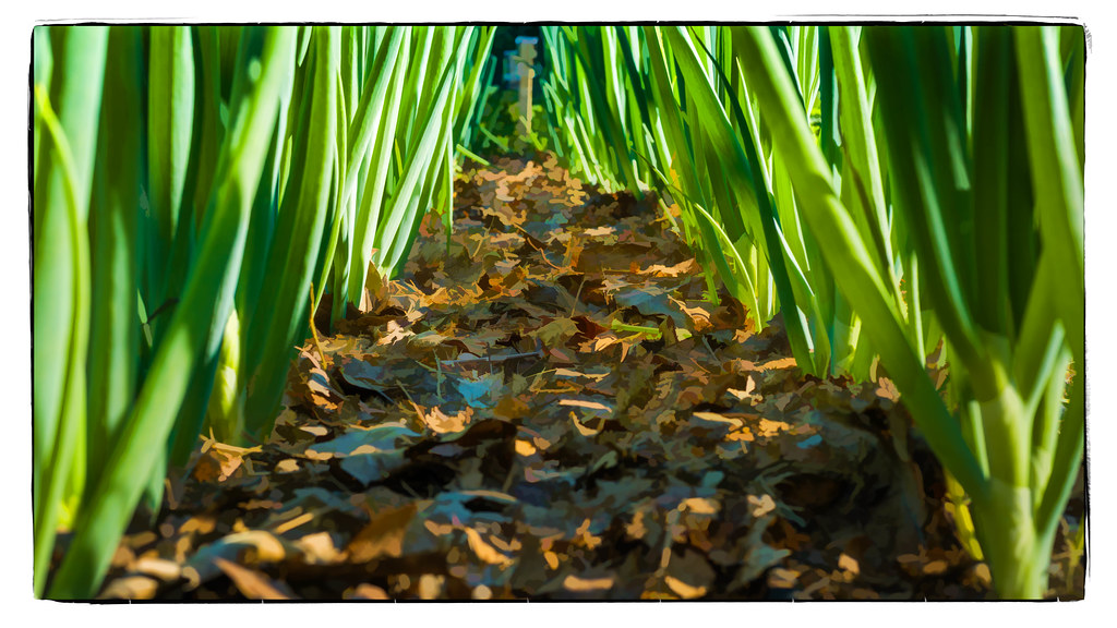 Onion Lane Which leads right down to Strawberry Fields