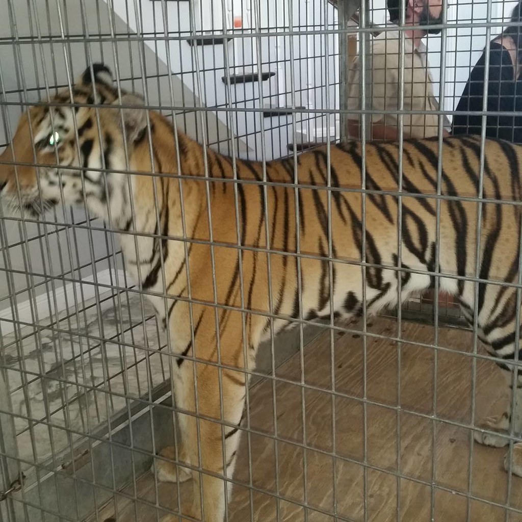 Got a tiger as a pet just took em to the vet Kyle Madison Flickr