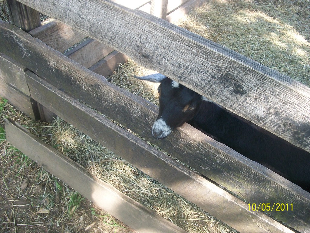 Chapel Hills Farm 042 Flickr