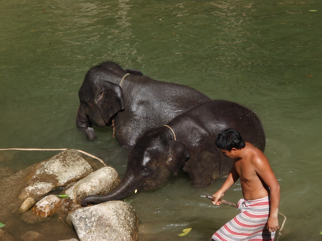 Thailand baby elephants take a bath in the river Flickr