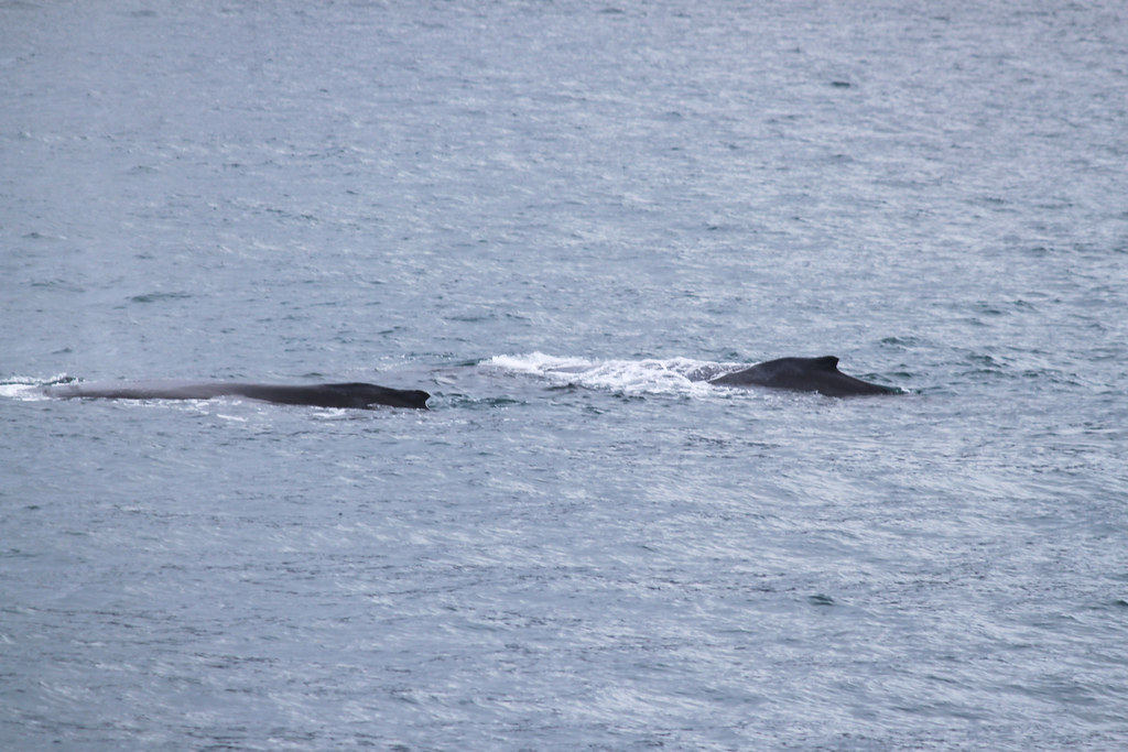 Humpback Whales These two were sleeping. Sleeping whales