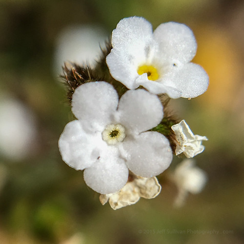 Popcorn Flower, Cryptantha angustifolia Ridgecrest area wi… Flickr