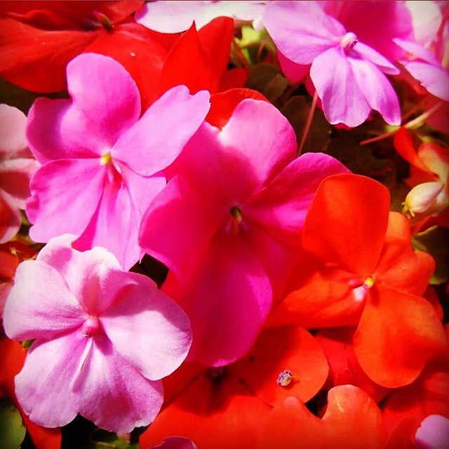 I love my flowers Naturally Engraved Uk Flickr