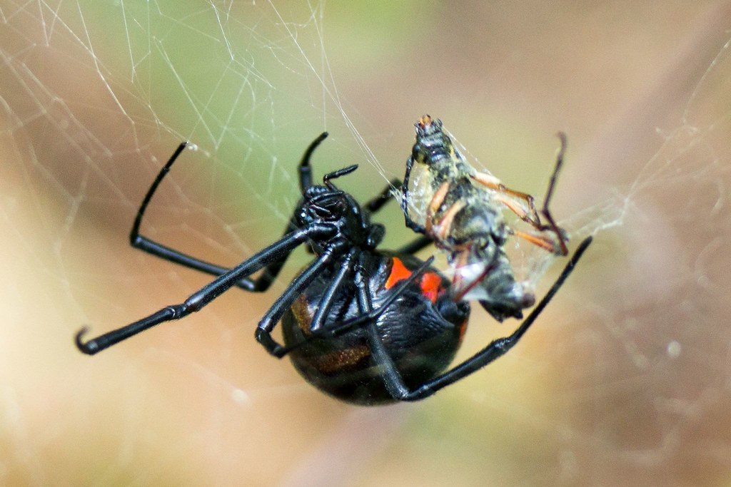 2014060200604 Ouachita National Forest Black Widow havi… Flickr