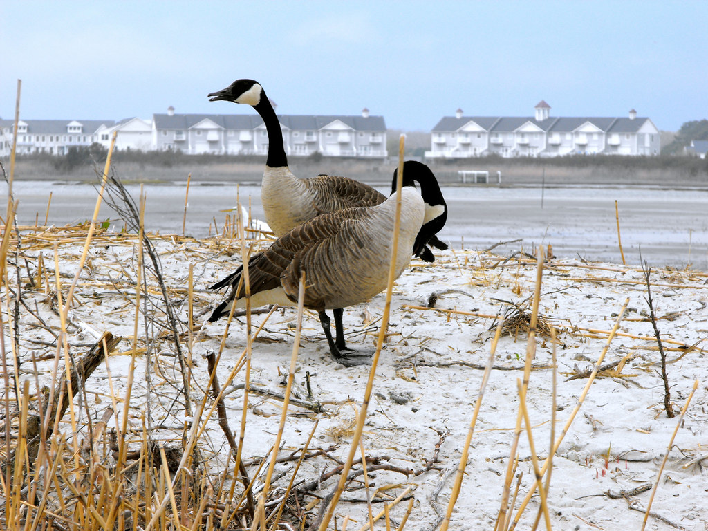 Skimmer Island Skimmer Island in Isle of Wight Bay, Maryla… Flickr