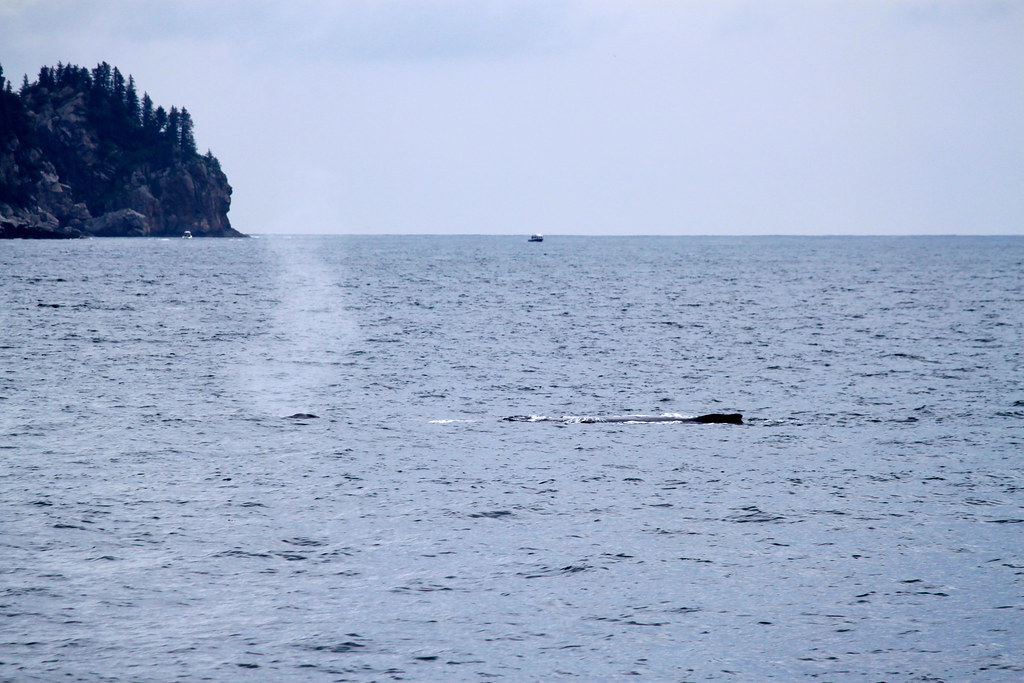 Humpback Whales These two were sleeping. Sleeping whales