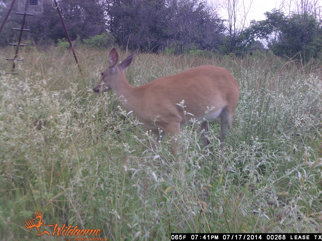 Texas Deer Lease aug 114 268 Four WillisBros Flickr