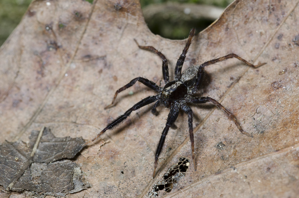 Wolf Spider, Schizocosa sp. Scituate, Rhode Island Flickr