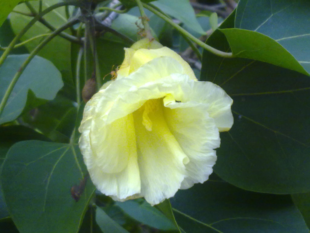 Portia Tree (Indian Tulip) Flower പൂവരശ്‌ (Malayalam) Flickr