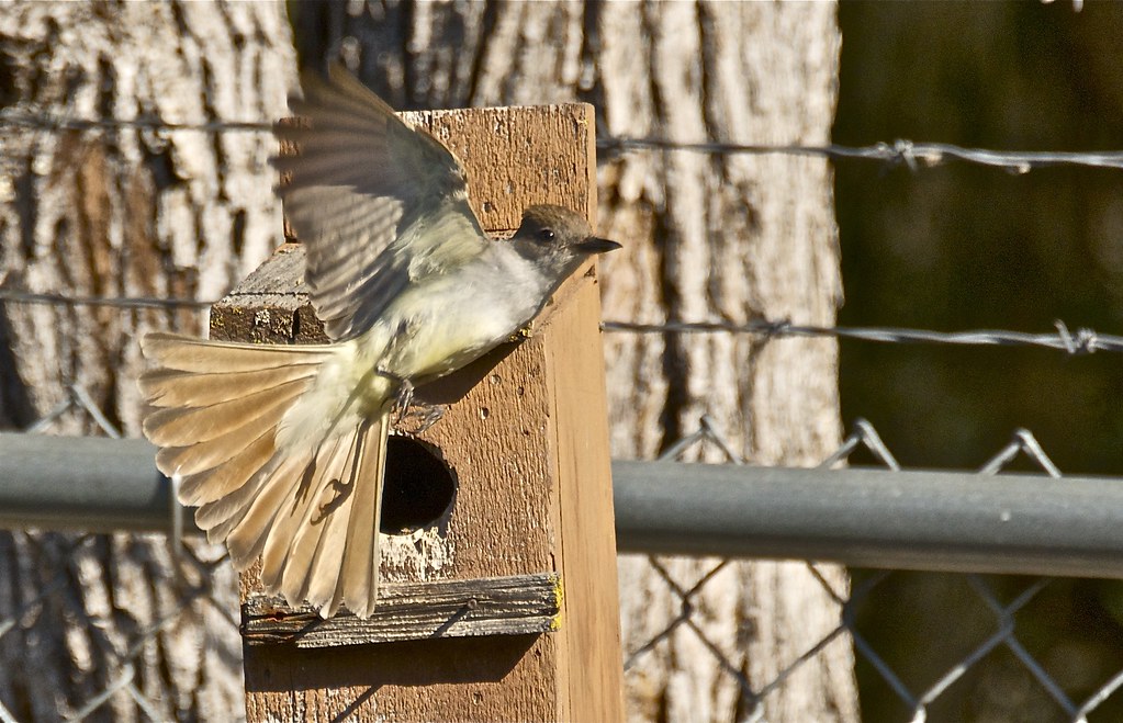 10 Other Birds That Nest in Bluebird Houses Bluebird Landlord