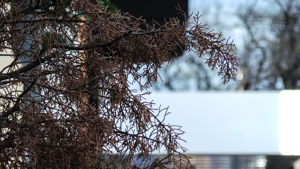 Dead Fir Tree An unfortunate fir tree that died after it w… Flickr